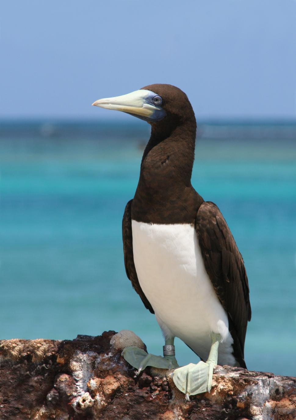 Free Image of Brown and White Bird Sitting on Rock 