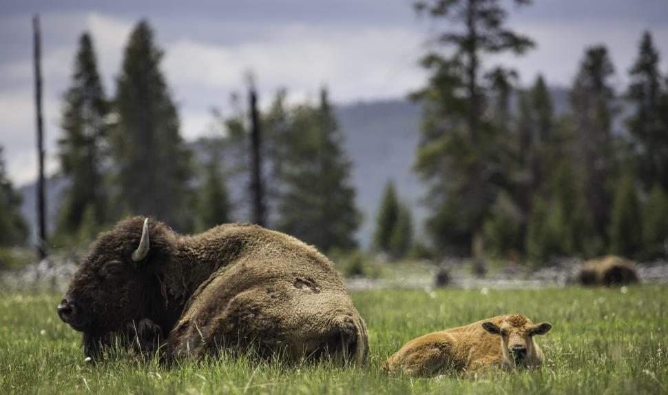 Free Image of Bison and Calf Resting in Field 