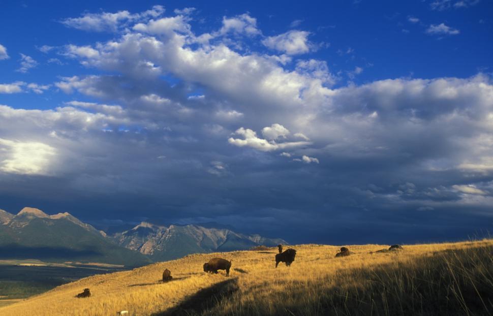 Free Image of Herd of Animals Grazing on Dry Grass Covered Hillside 