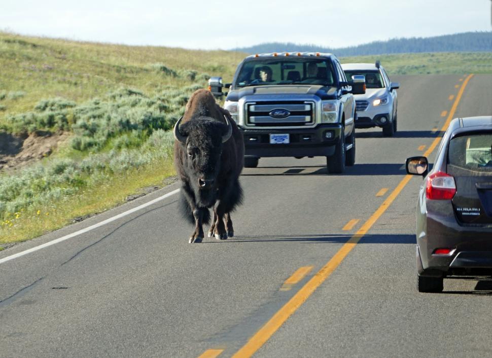 Free Image of Large Buffalo Walking Down Road Next to Car 