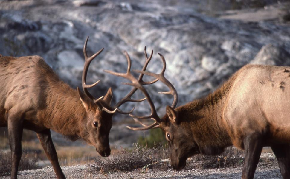Free Image of Two Elk Standing Together in a Field 