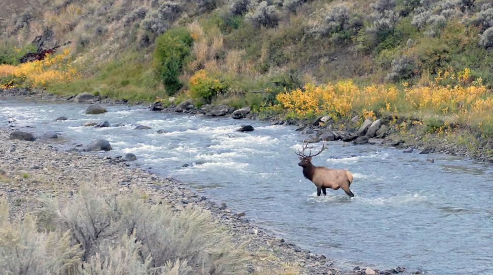 Free Image of Large Elk Walking Across River Next to Forest 
