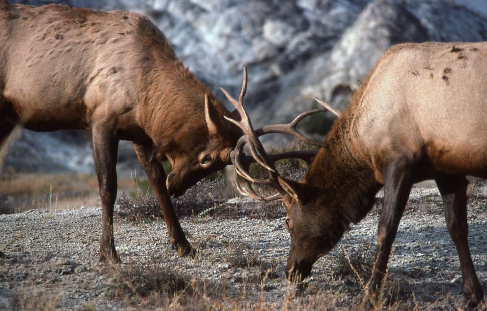 Free Image of Two Elk Standing on Grass Field 