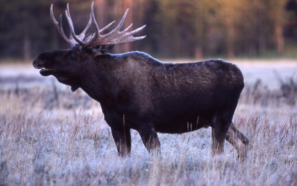 Free Image of Majestic Moose Standing on Grass Field 