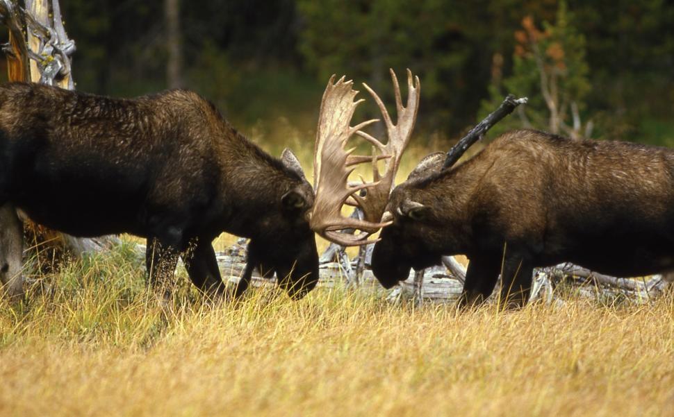 Free Image of Two Moose Standing in a Field 