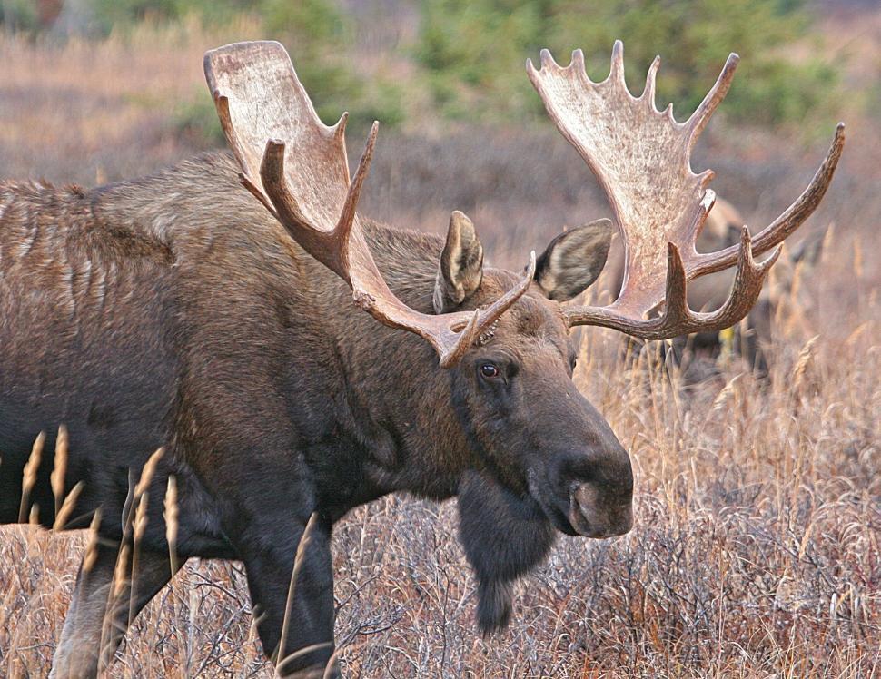 Free Image of Majestic Moose Roaming Through Tall Grass 