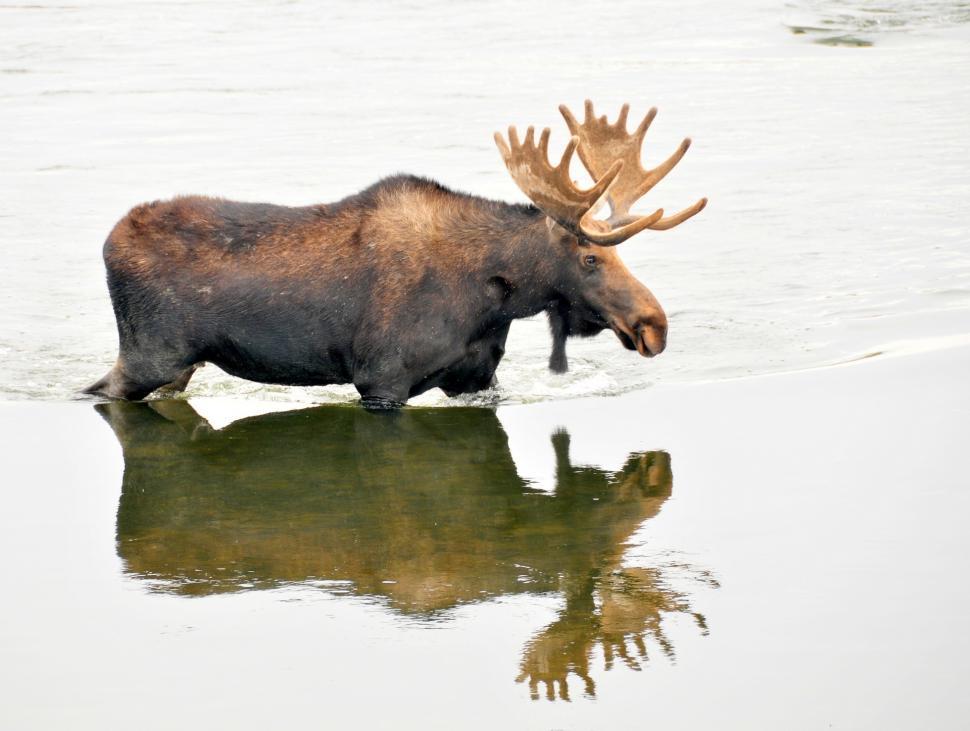Free Image of Moose Standing in Water With Head Submerged 