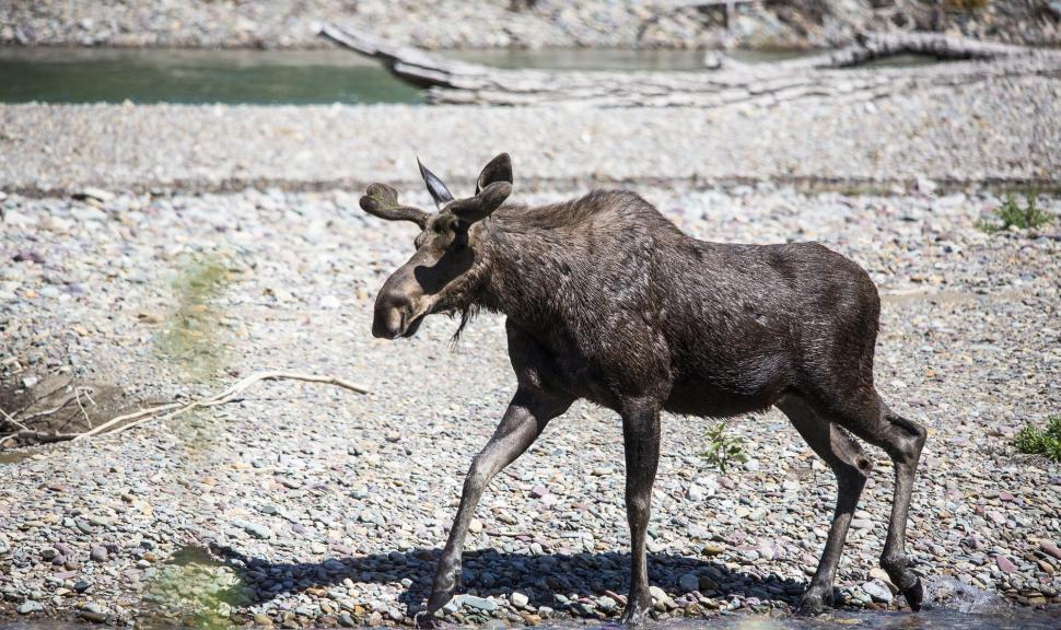 Free Image of A Moose Walking in Dirt 
