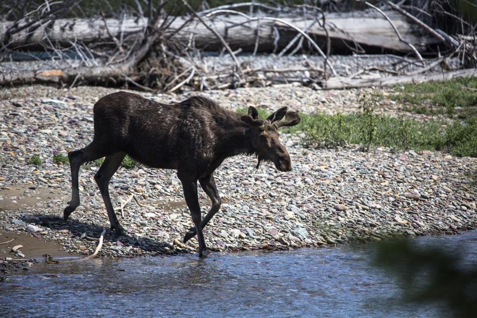 Free Image of Moose Walking Across River Next to Forest 