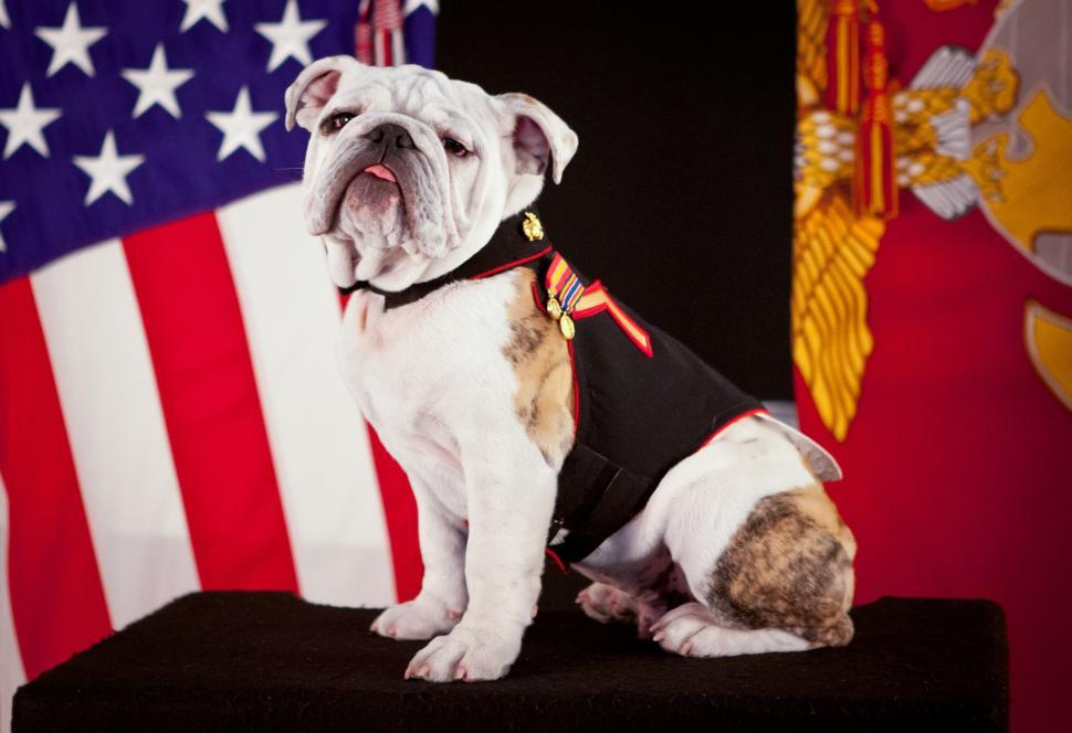 Free Image of Bulldog Sitting on Table in Front of American Flag 