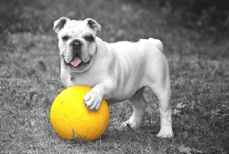 Free Image of Small Dog Holding Yellow Ball 