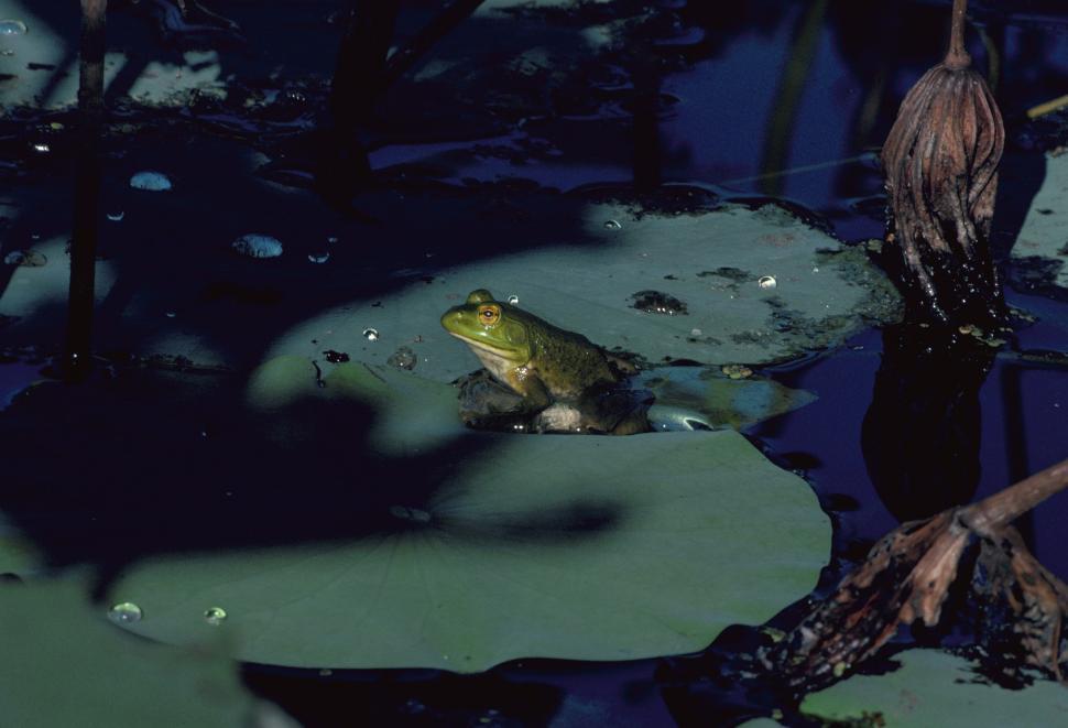 Free Image of Frog Sitting in Water 