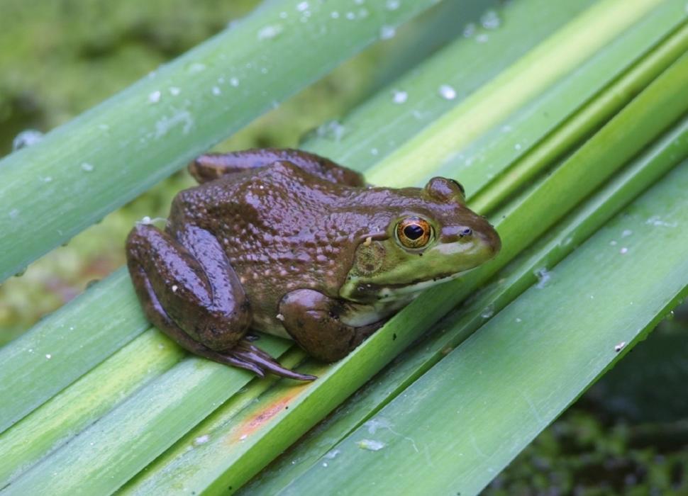Free Image of Frog Sitting on Top of a Green Leaf 