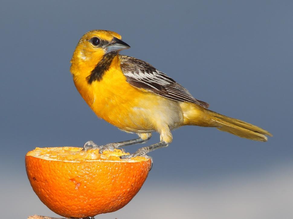 Free Image of Yellow Bird Perched on Orange 