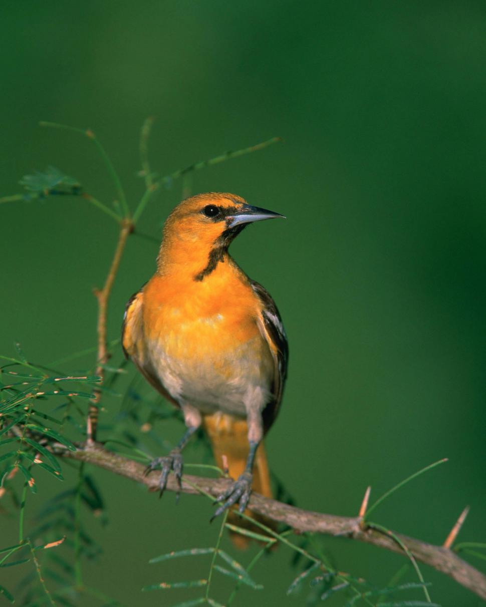 Free Image of Small Yellow Bird Perched on Branch 