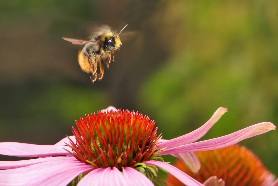 Free Image of Bee Flying Over Pink Flower 