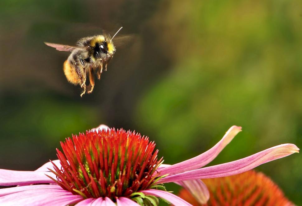 Free Image of Bee Flying Over Pink Flower 