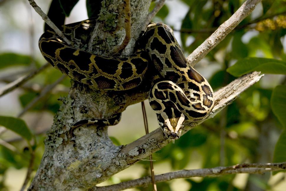 Free Image of Snake Sitting on Tree Branch 