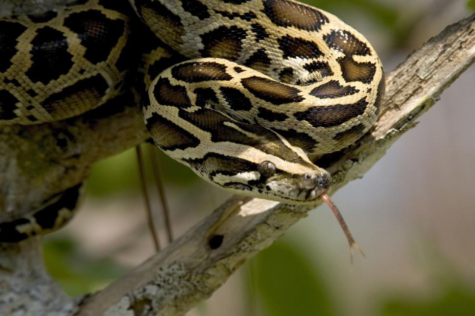 Free Image of Large Snake Sitting on Top of a Tree Branch 