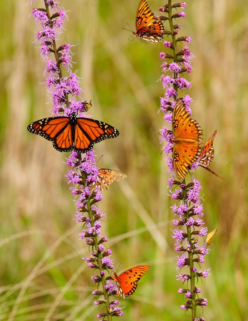 Free Image of Cluster of Butterflies Resting on Flower 