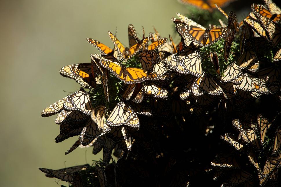 Free Image of Cluster of Butterflies Perched on Plant 