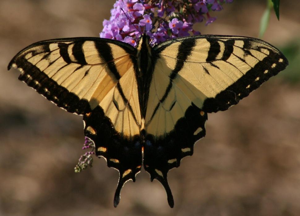 Free Image of Yellow and Black Butterfly on Purple Flower 