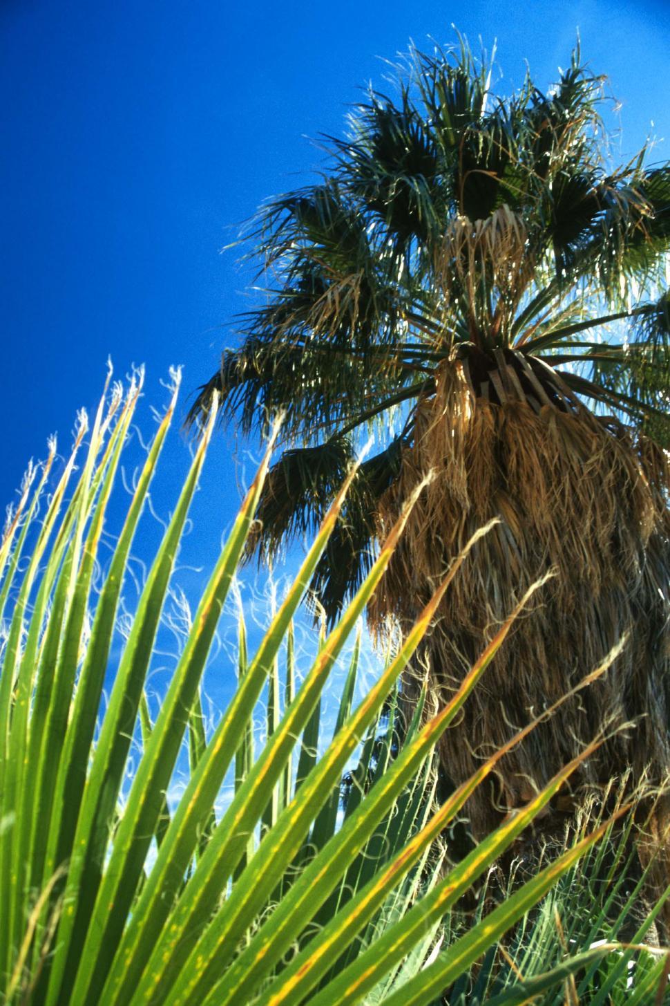 Free Image of palms fronds plants wispy tips contrast green leaves trees dates 
