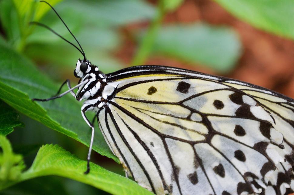 Free Image of Close Up of Butterfly on Leaf 
