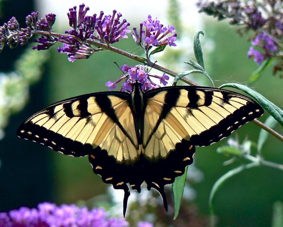 Free Image of Yellow and Black Butterfly on Purple Flower 