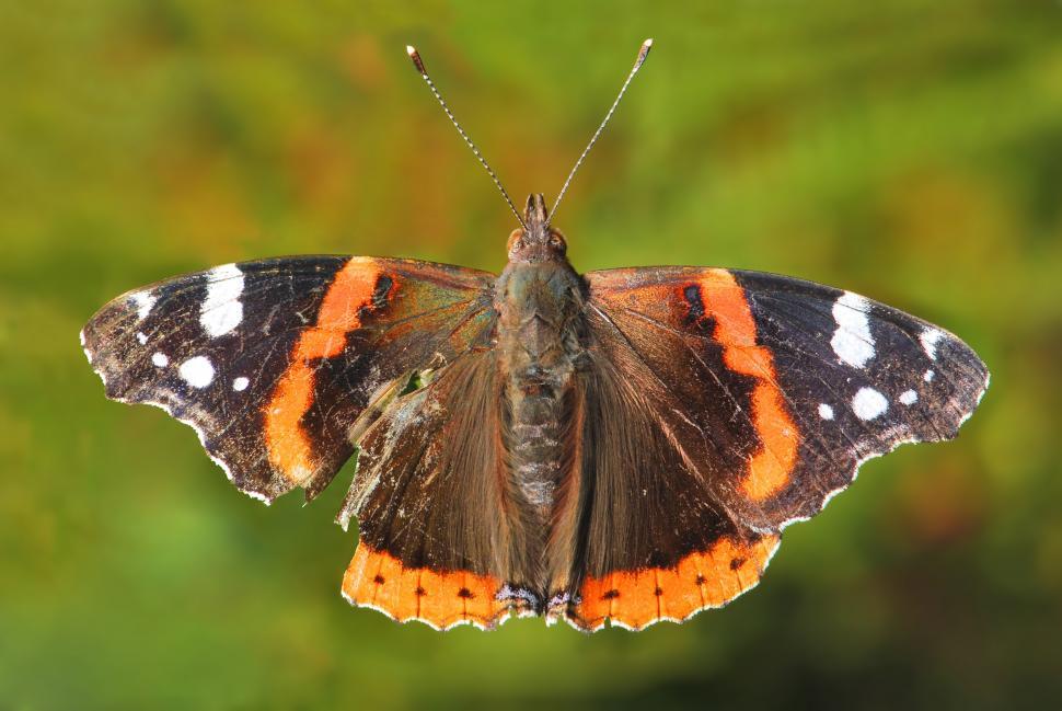 Free Image of Butterfly Resting on Leaf 