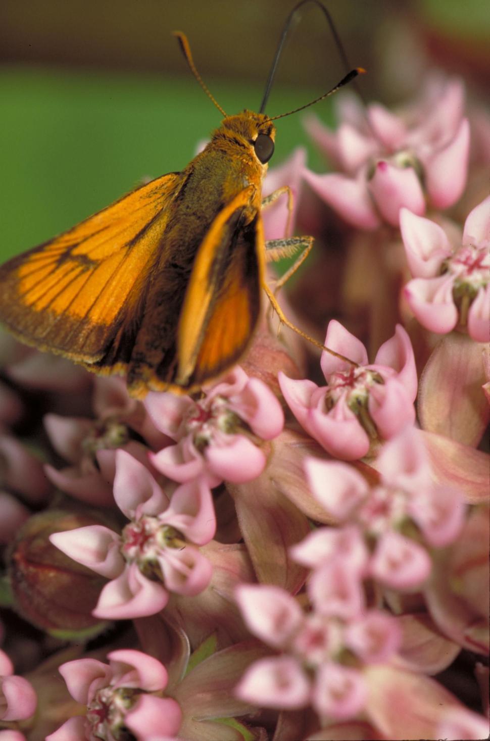 Free Image of Butterfly Resting on Flower 