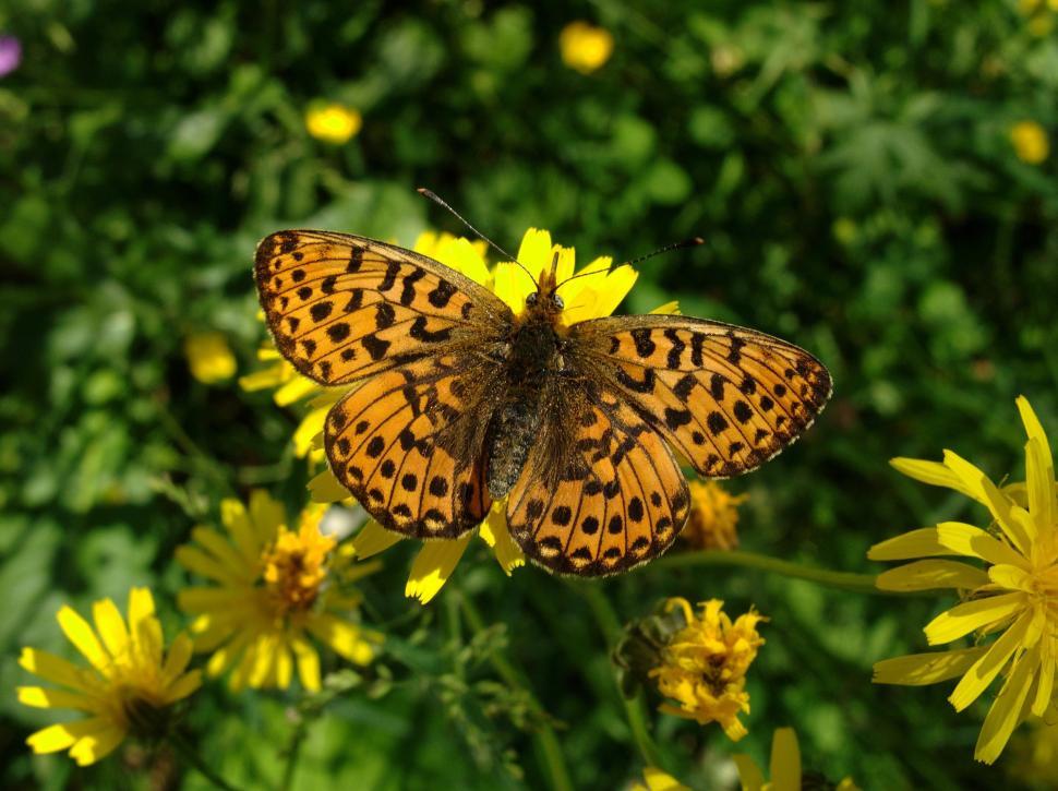 Free Image of Butterfly Resting on Flower 