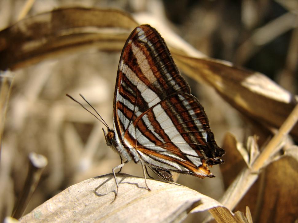 Free Image of Striped Butterfly Perched on Leaf 