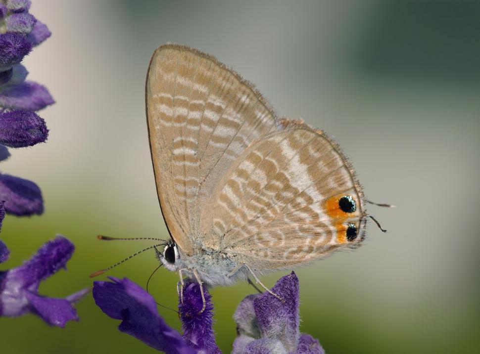 Free Image of White Butterfly Sits on Purple Flower 