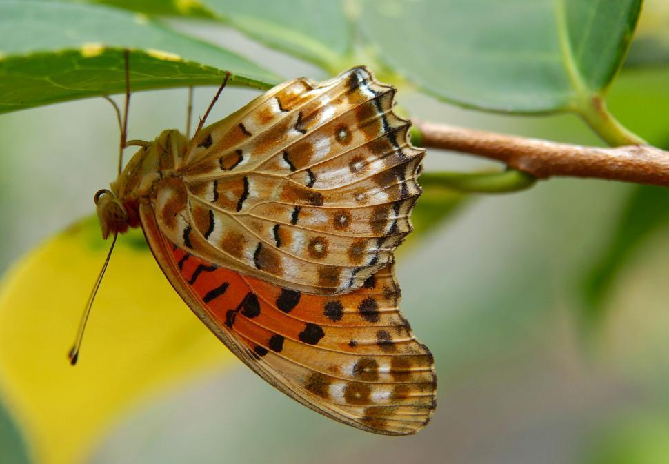 Free Image of Butterfly Resting on Leaf 