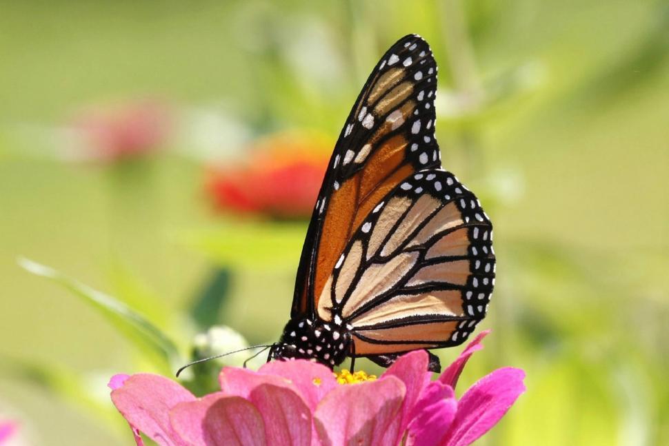 Free Image of Butterfly Resting on Flower Petals 