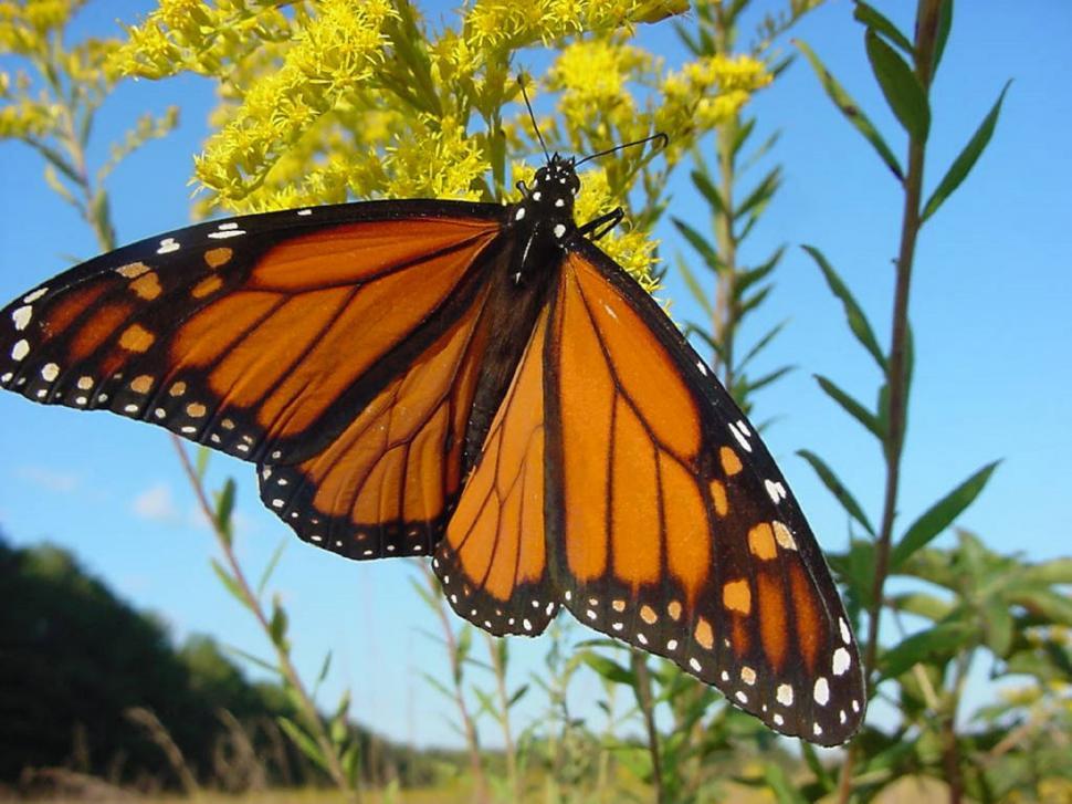 Free Image of monarch butterfly danaid 