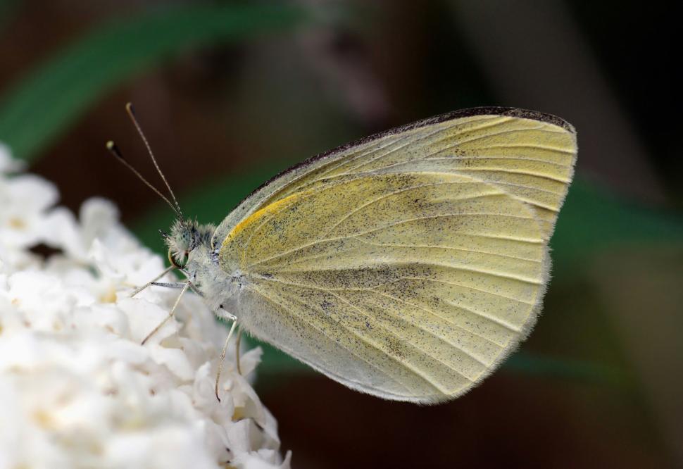 Free Image of Yellow Butterfly Resting on White Flower 
