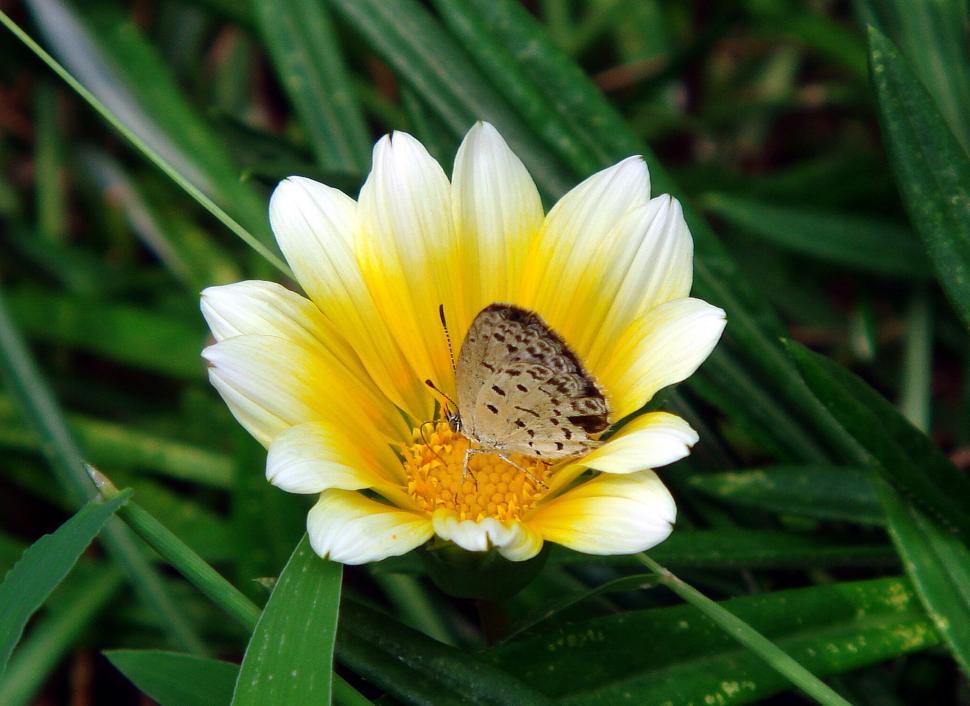 Free Image of Butterfly Sitting on Yellow and White Flower 