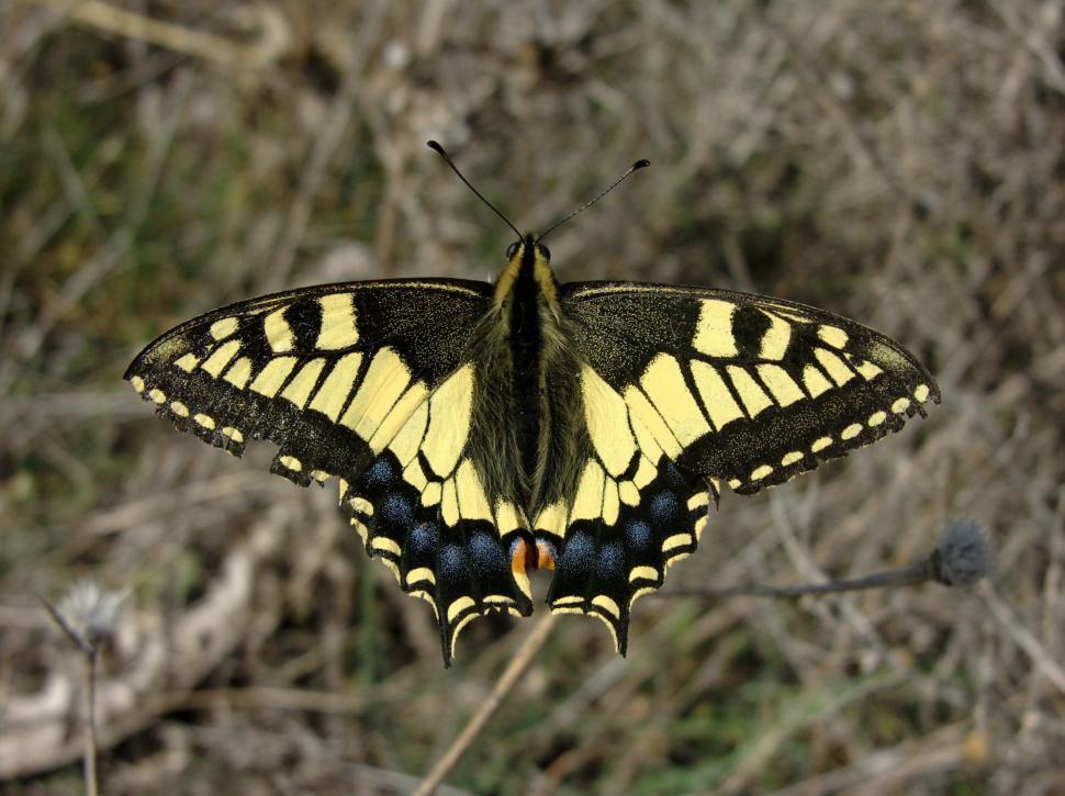 Free Image of Yellow and Black Butterfly Resting on Plant 
