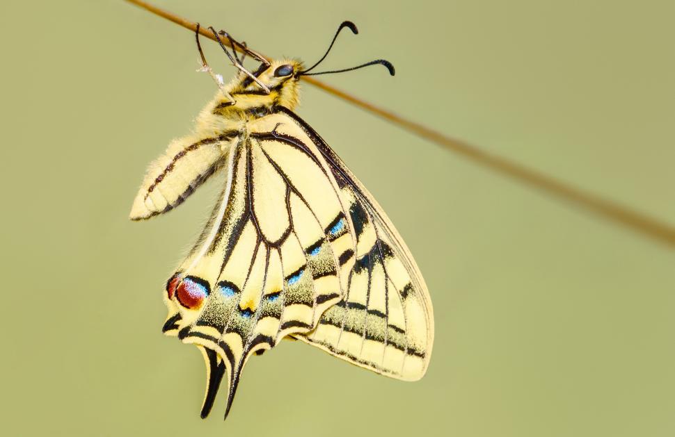 Free Image of White Butterfly With Blue and Red Markings on Wings 