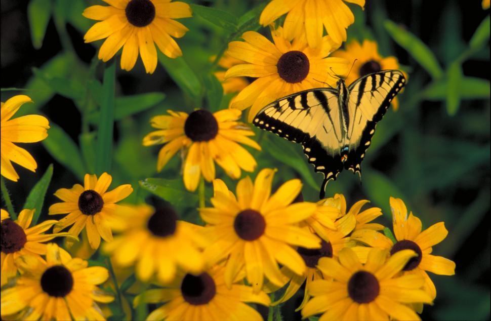 Free Image of Butterfly Perched on Yellow Flowers 