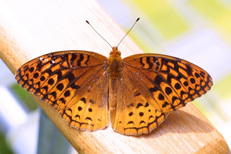 Free Image of Butterfly Perched on Branch 