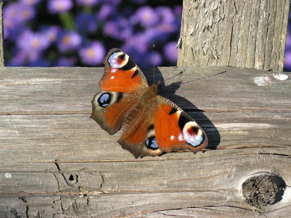 Free Image of Butterfly Perched on Wood 