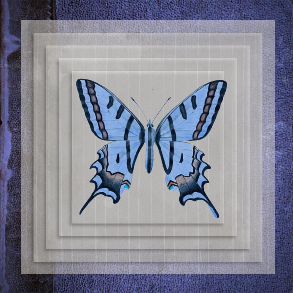 Free Image of Blue Butterfly on Blue Background 