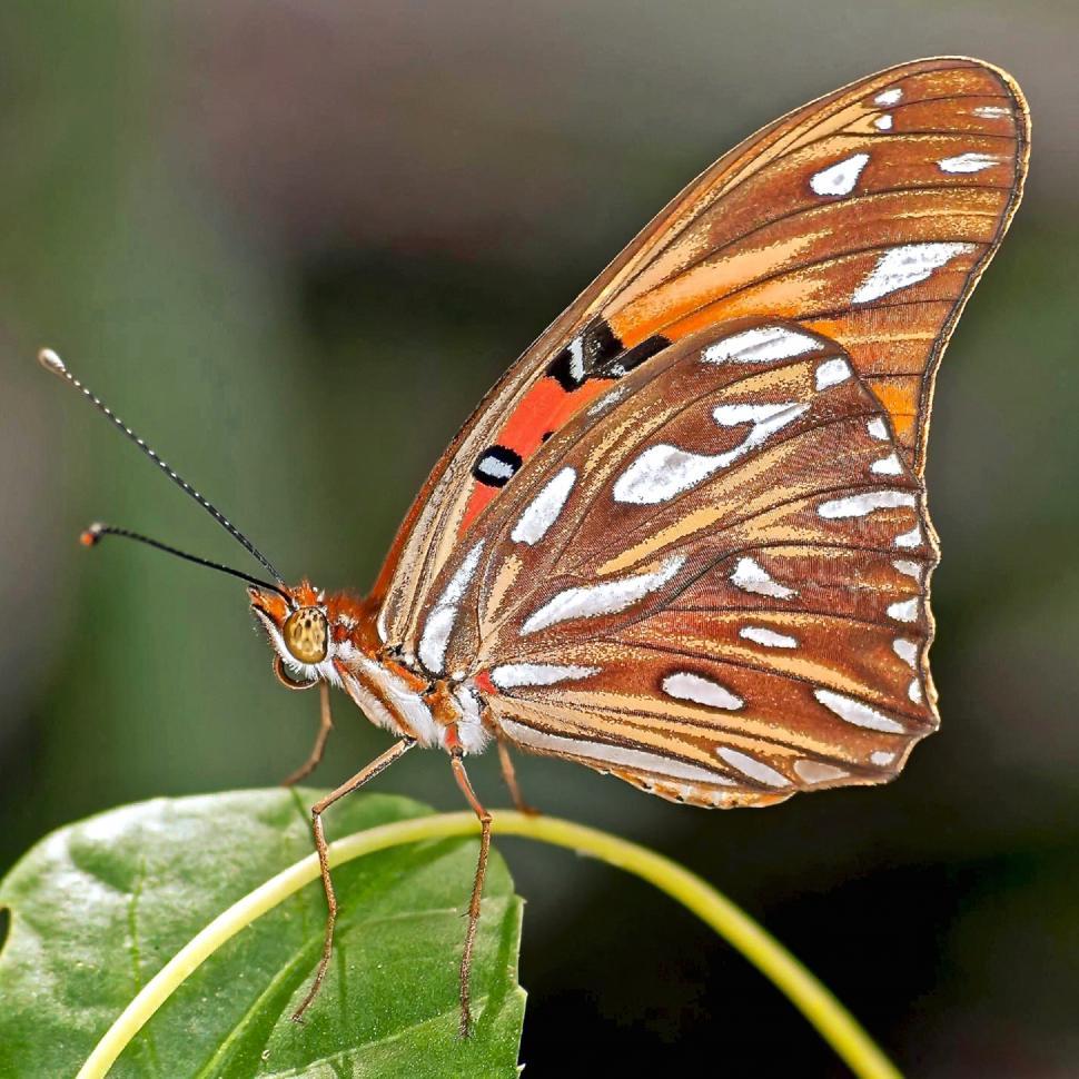Free Image of Butterfly Perched on Leaf 