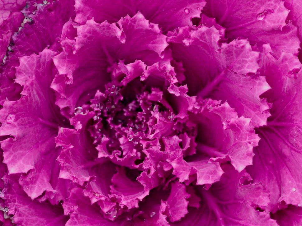 Free Image of Close Up View of a Purple Flower 