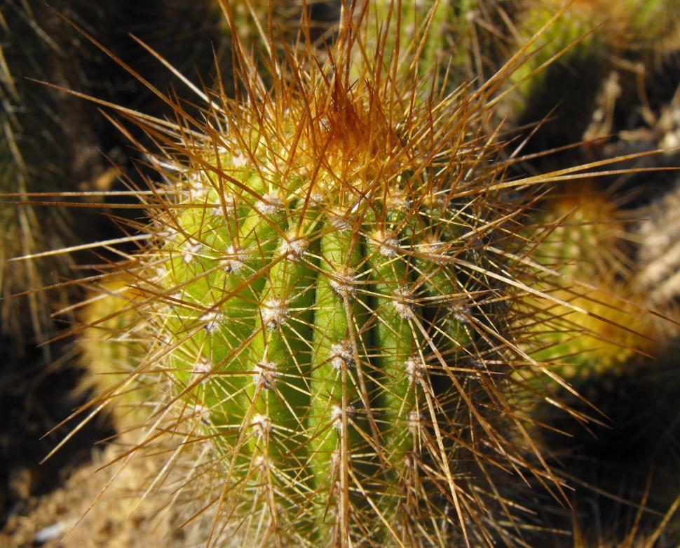 Free Image of Close Up of a Green Cactus Plant 
