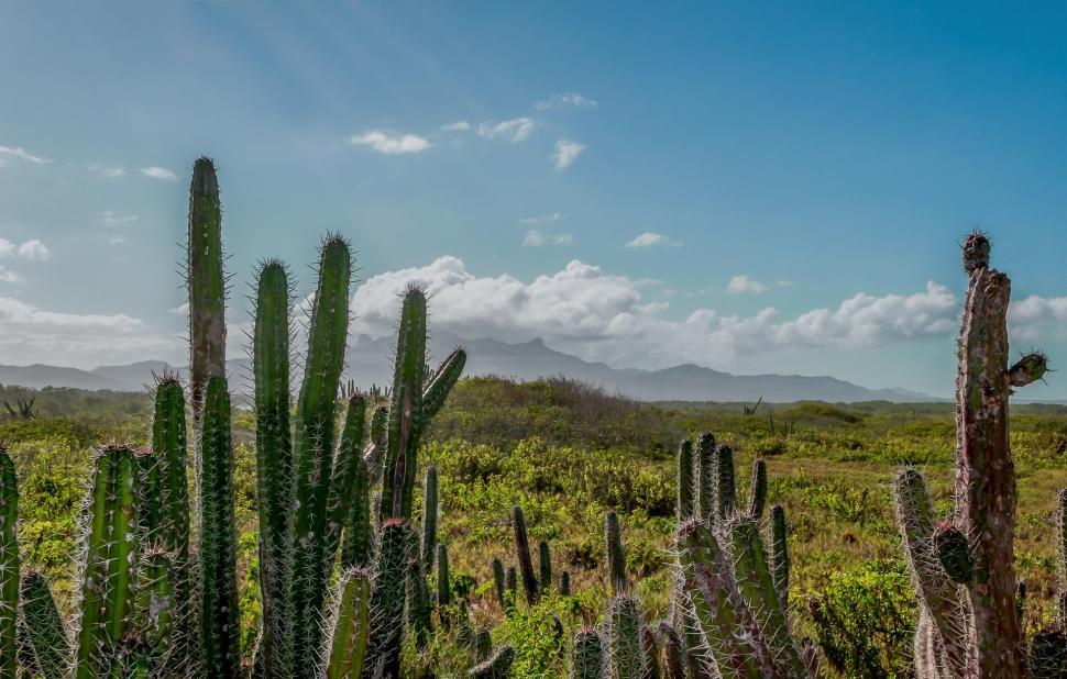 Free Image of Cactus Field With Mountains in the Distance 