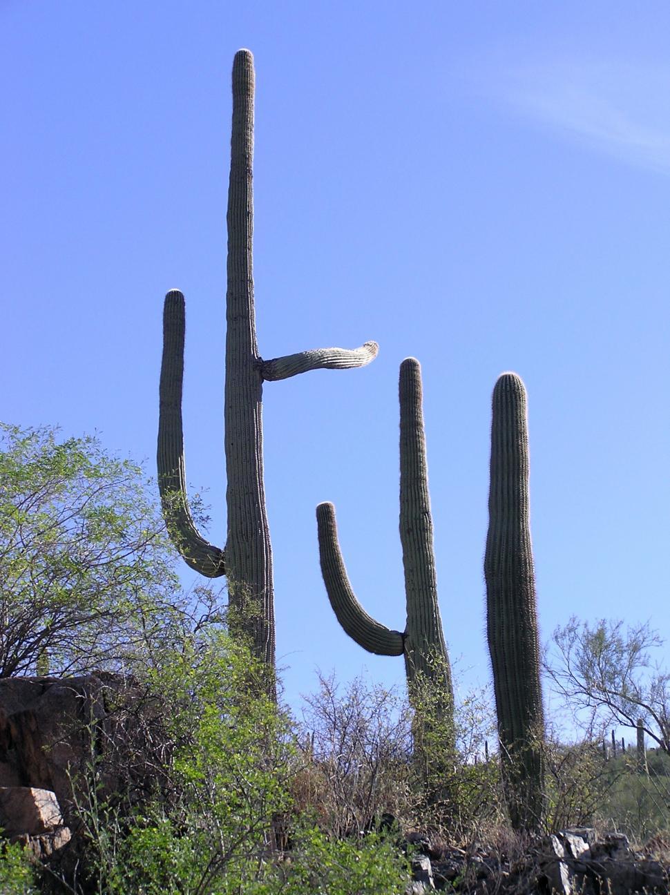 Free Image of Majestic Cactus Standing Tall Against Sky 